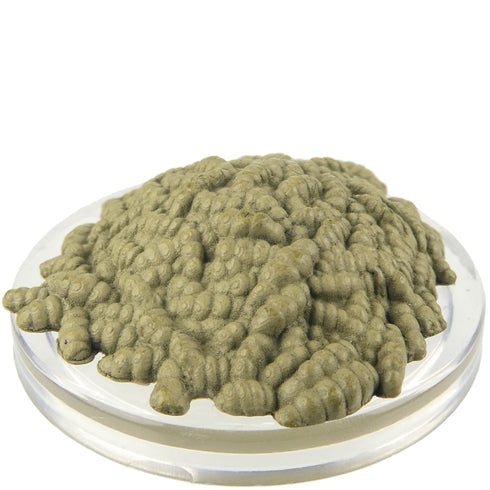 Swarm of Rot Grubs - Monster Menagerie Revisited - Icons of the Realms #09