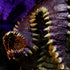 Fangs and Talons Premium Case Incentive: Purple Worm
