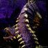 Fangs and Talons Premium Case Incentive: Purple Worm