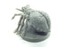 Blacklist Miniatures: Fantasy Series 1: Giant Spider
