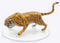 D&D Icons of the Realms Wild Shape & Polymorph Set 1 - 2 - Tiger
