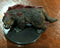 Fiendish Dire Wolverine - Angelfire - Dungeons and Dragons Miniatures - #54