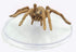 D&D Icons of the Realms Wild Shape & Polymorph Set 2 - 14 - Giant Wolf Spider